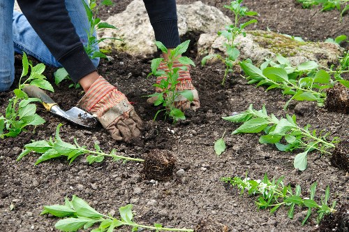 Volunteers receiving plants for reuse